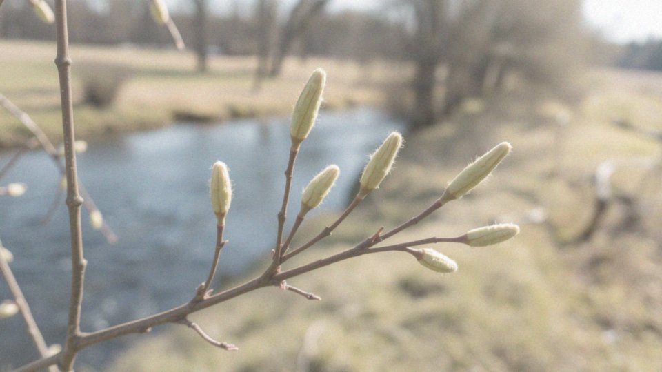 Jakie są różnice między kwiatami męskimi a żeńskimi na wierzbie?