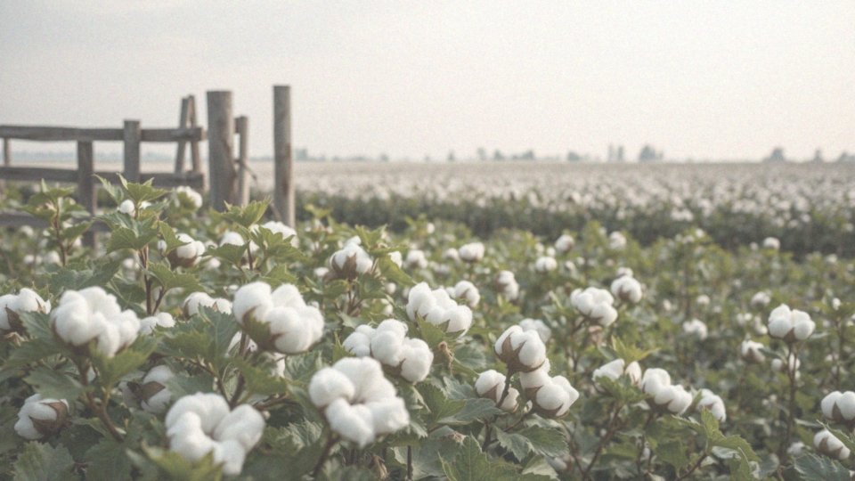 Jakie są różnice pomiędzy bawełną organiczną a tradycyjną bawełną?